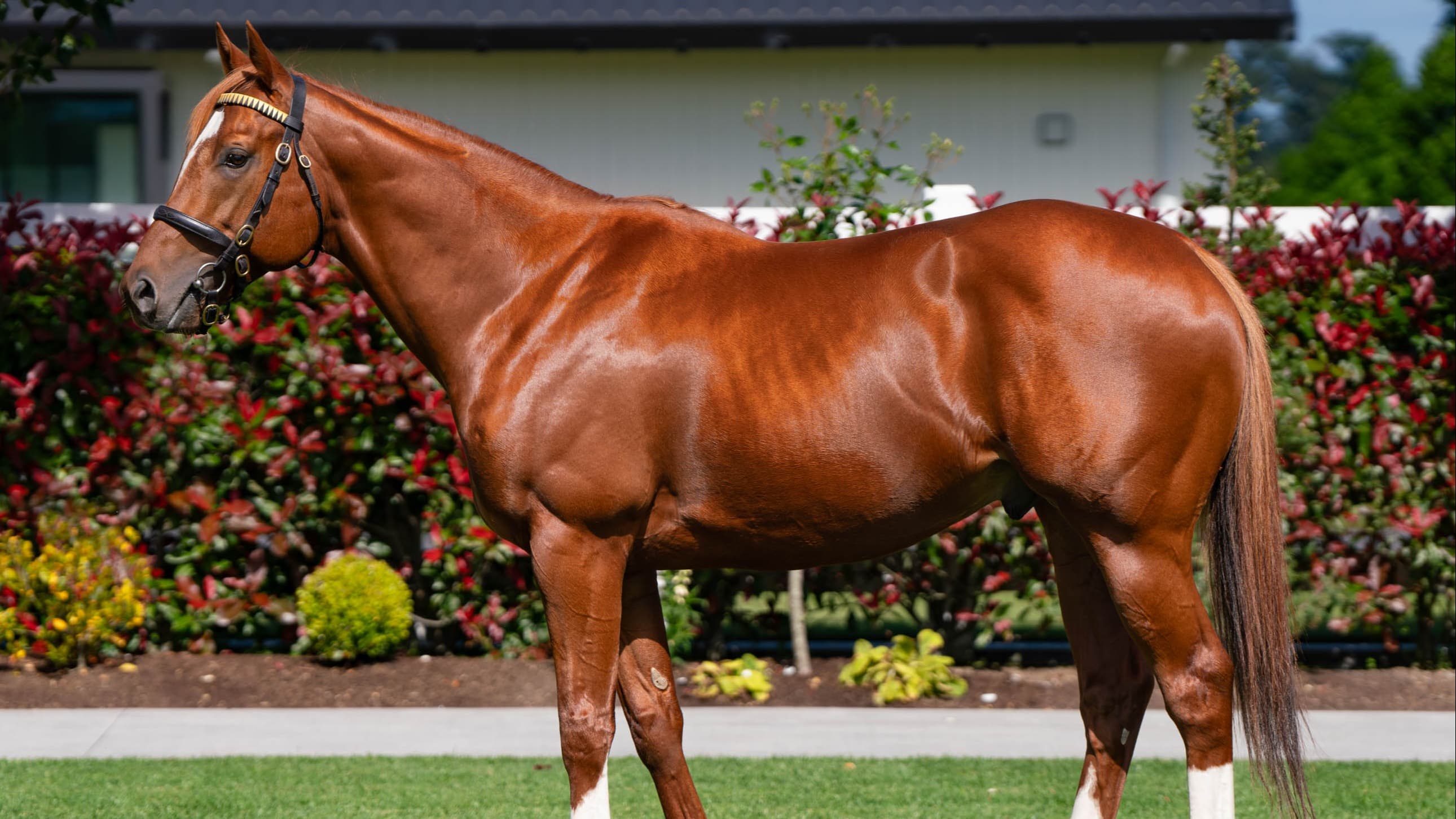 Cambridge Stud to offer nine-strong weanling draft at Karaka