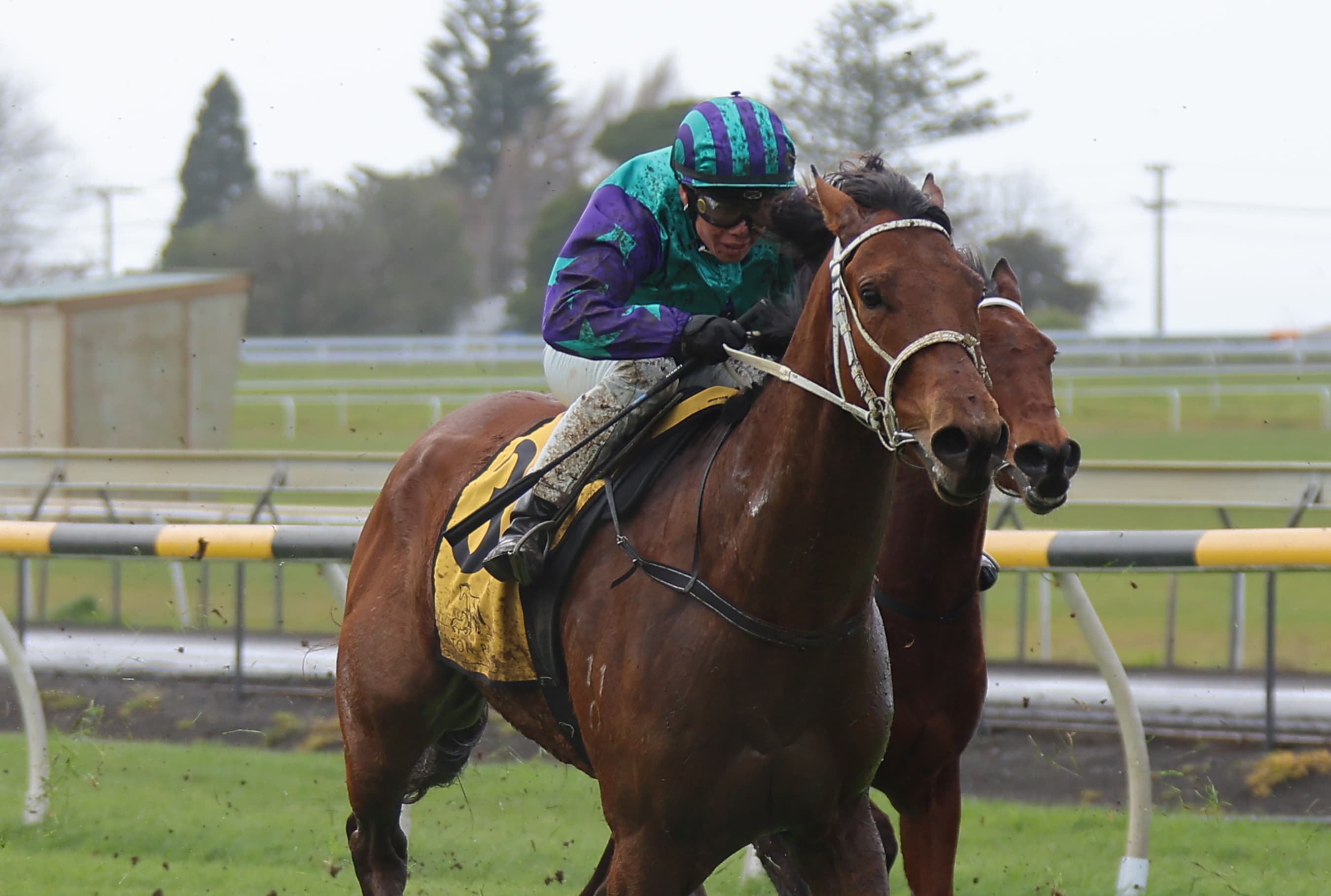 Dravitzki pair to resume at New Plymouth