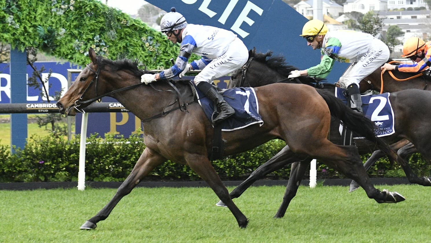 Lollapalooza looking to bounce back at Ellerslie