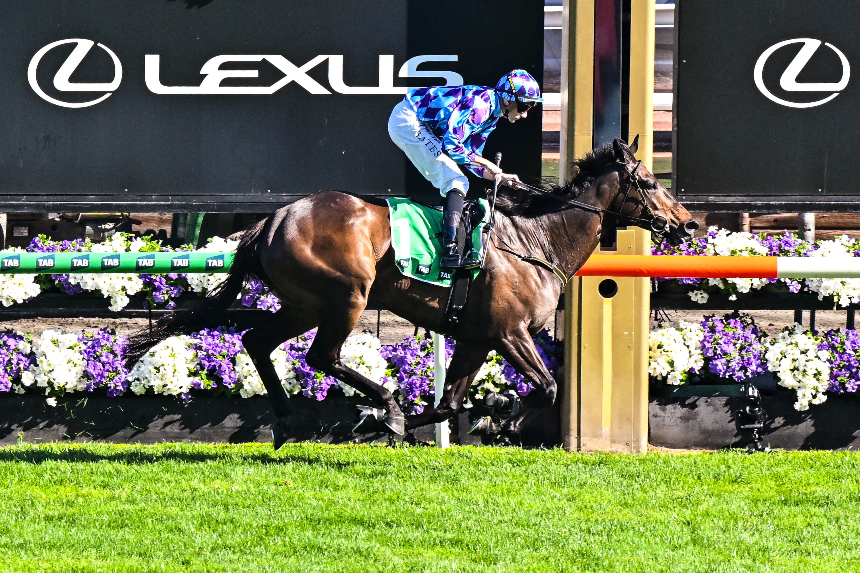 "Good chance": Maher confident Pride Of Jenni will race on Stakes Day