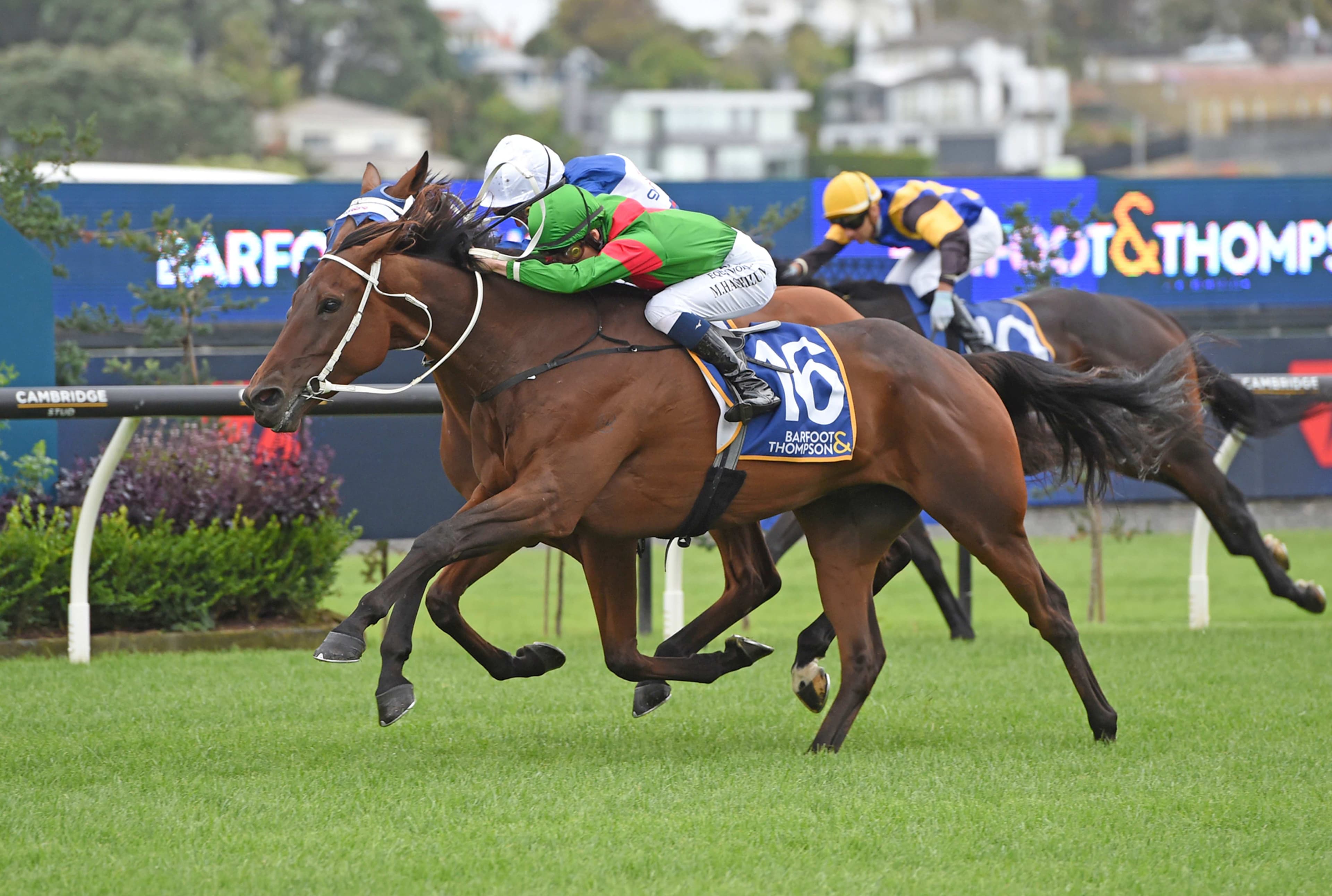 Trav out to defend Auckland Cup crown