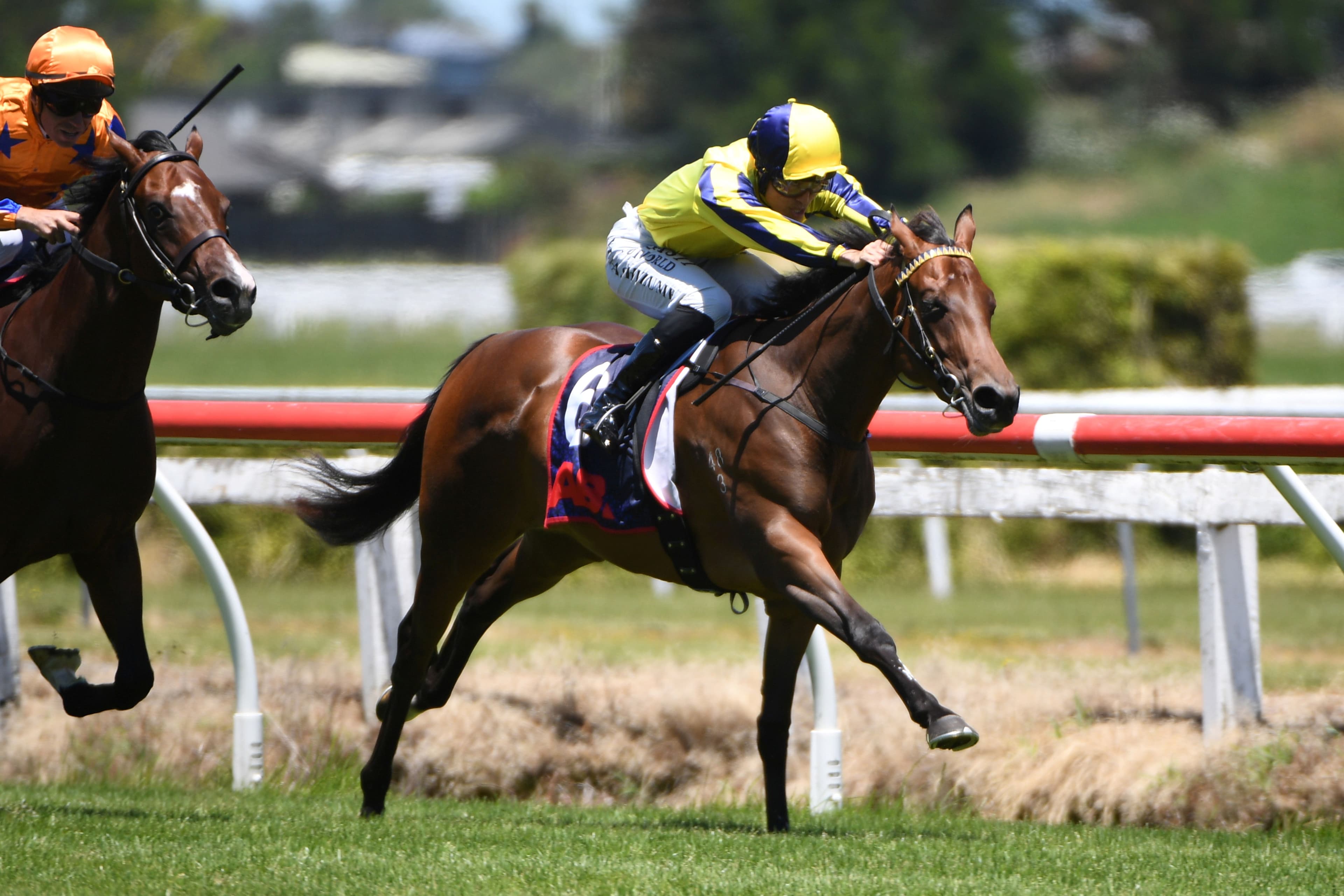 Dashing Dixie Karaka Millions bound