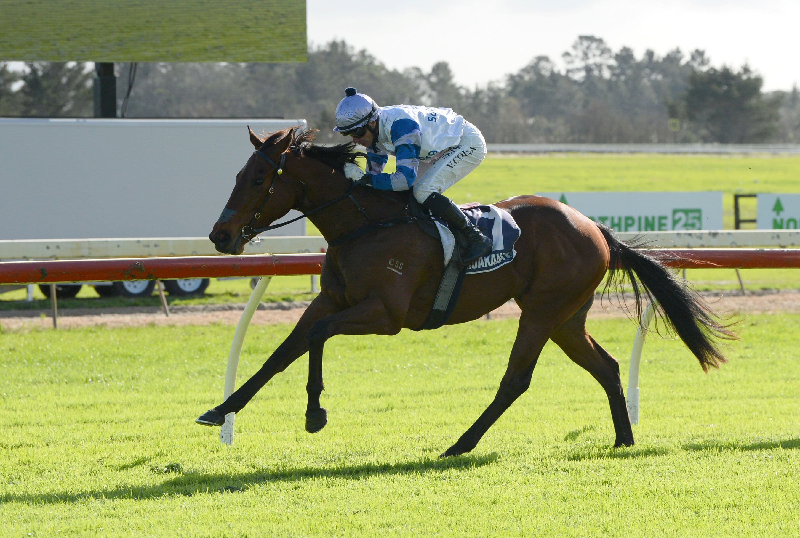 Yokozuna to resume at Tauranga