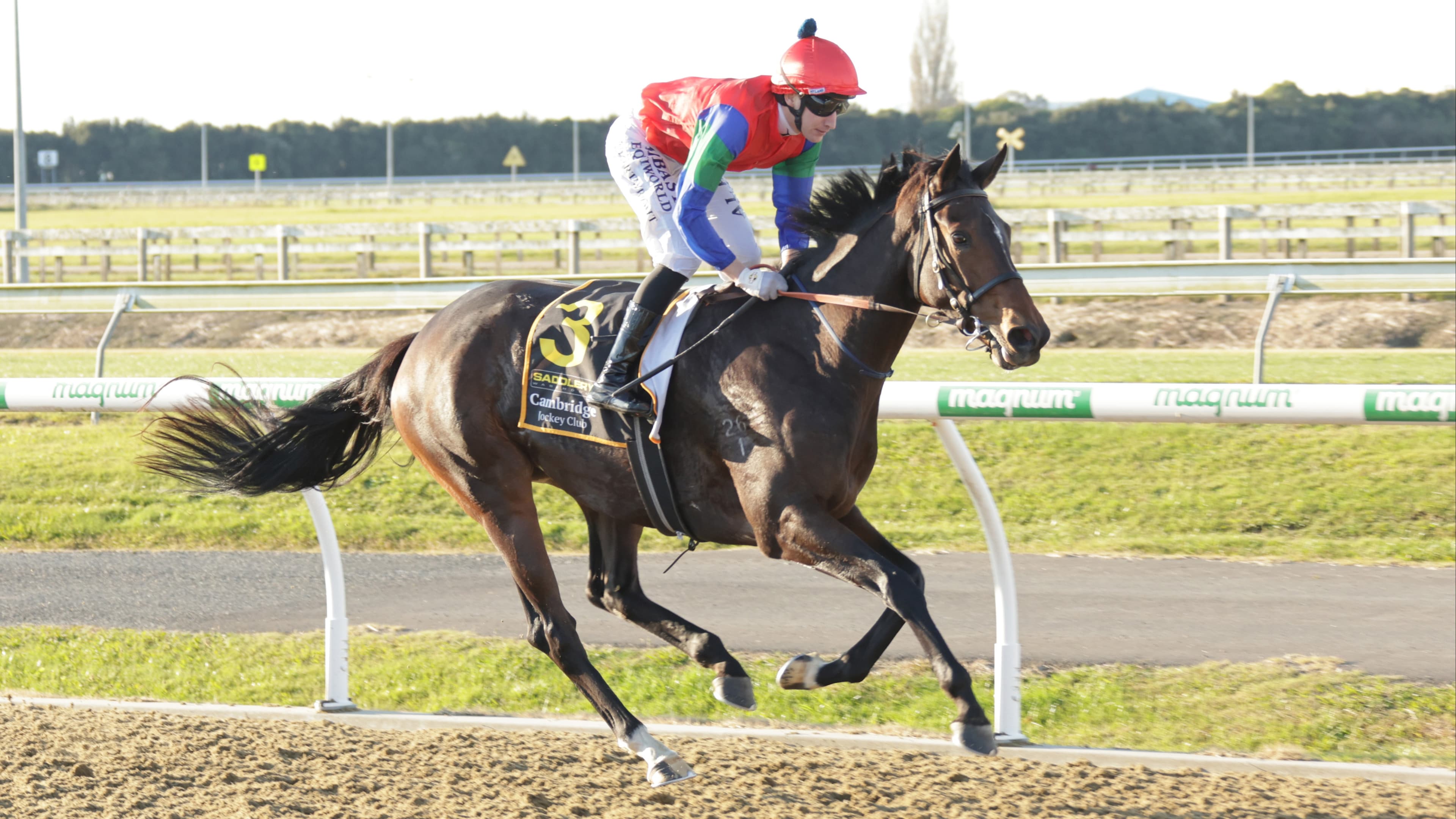 Hamilton trainers chasing polytrack riches