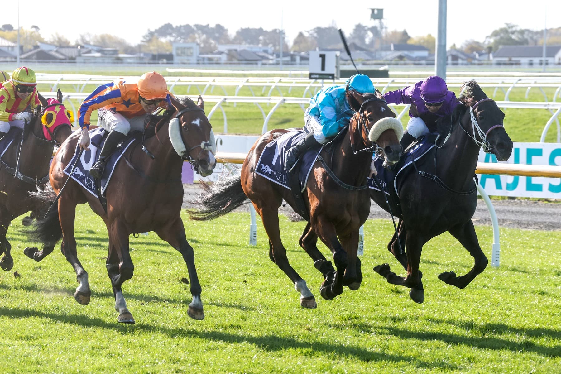 Sweet taste of success for Te Akau filly in Canterbury Belle