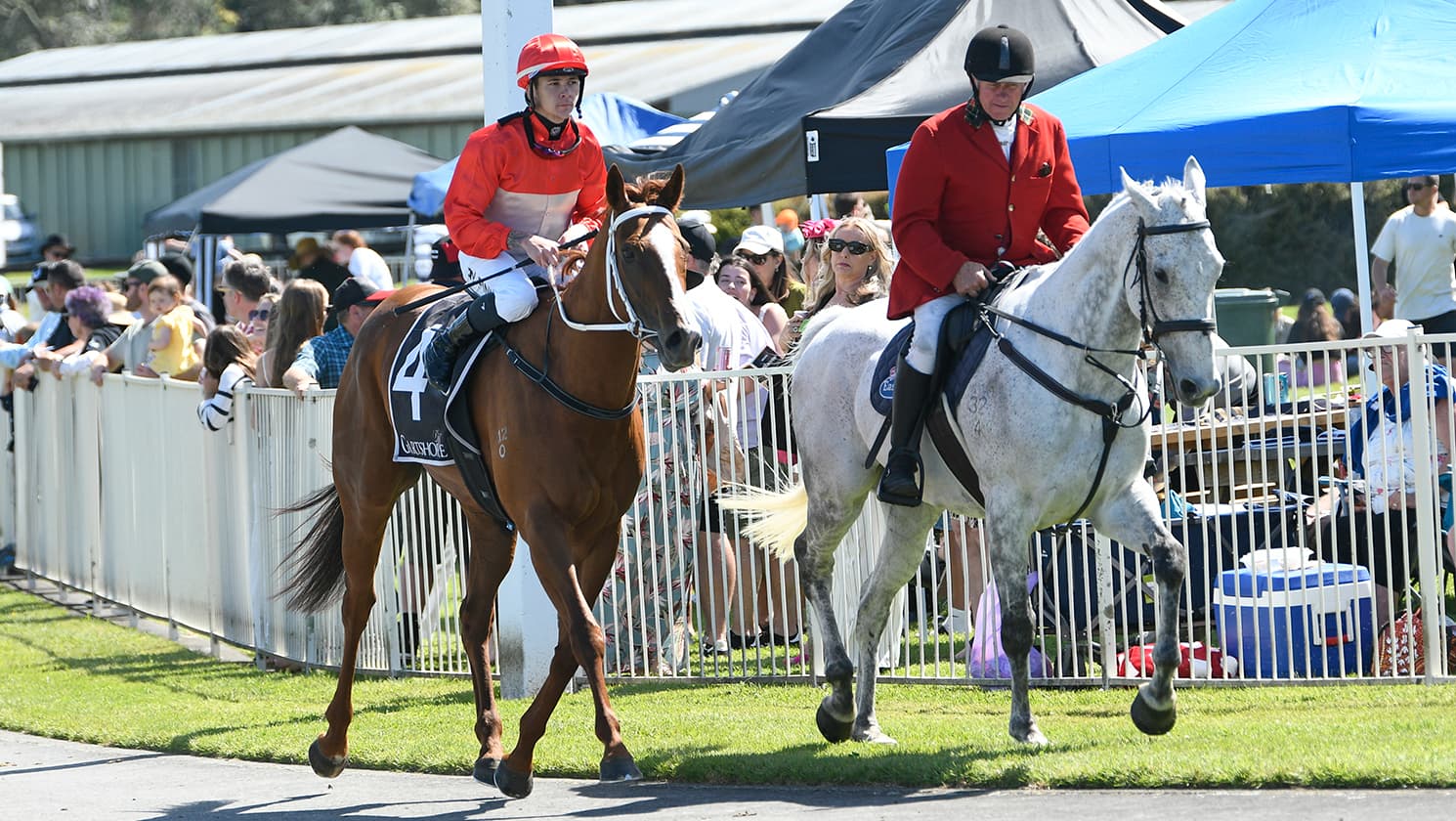 Glamour Tycoon shows fighting qualities in Tauranga victory