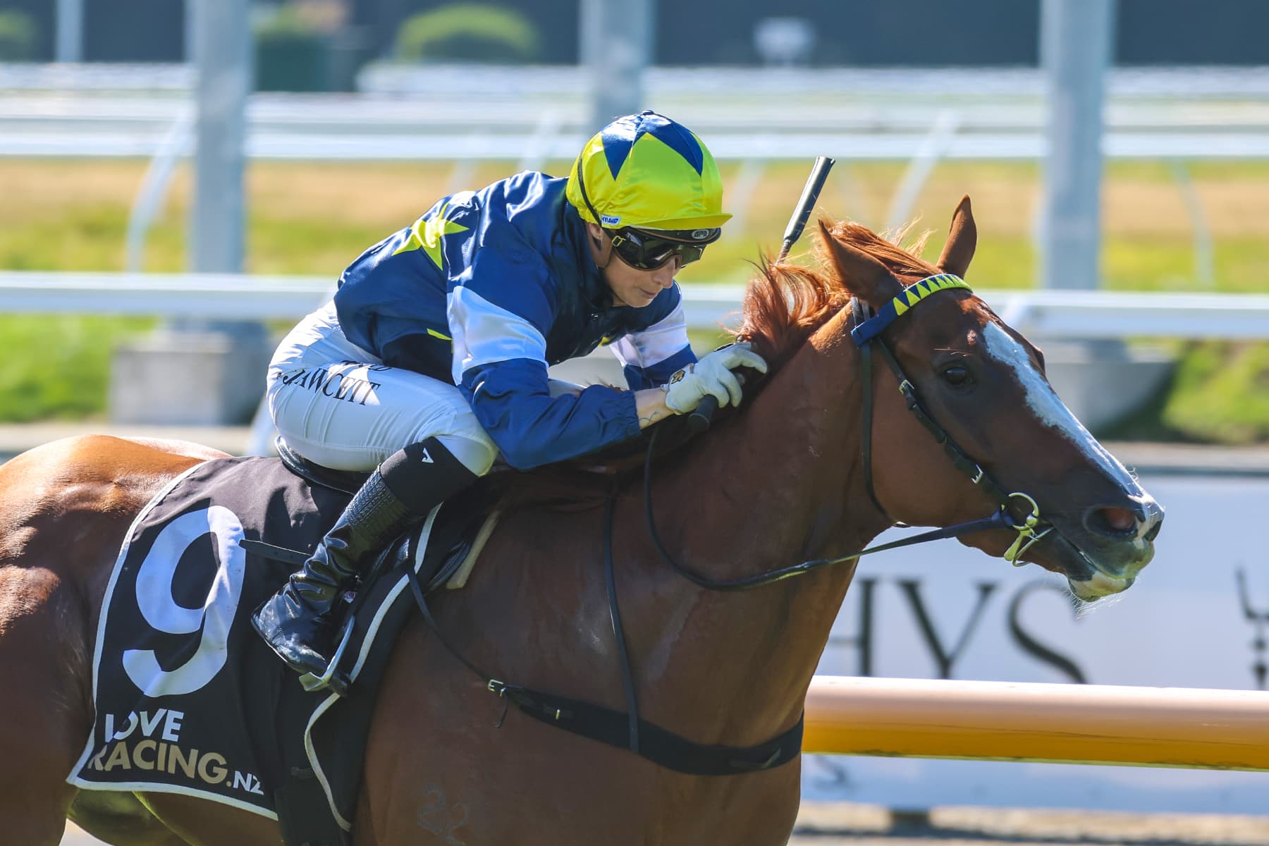 Riviera Rebel seeking to defend Canterbury Gold Cup crown