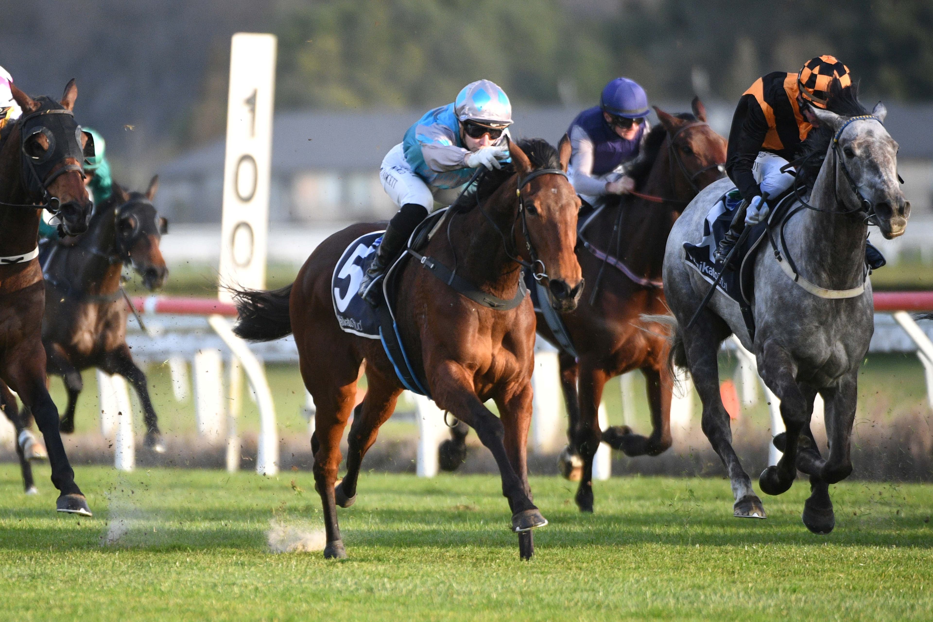 Tenfoot Tall thriving ahead of Poverty Bay Cup