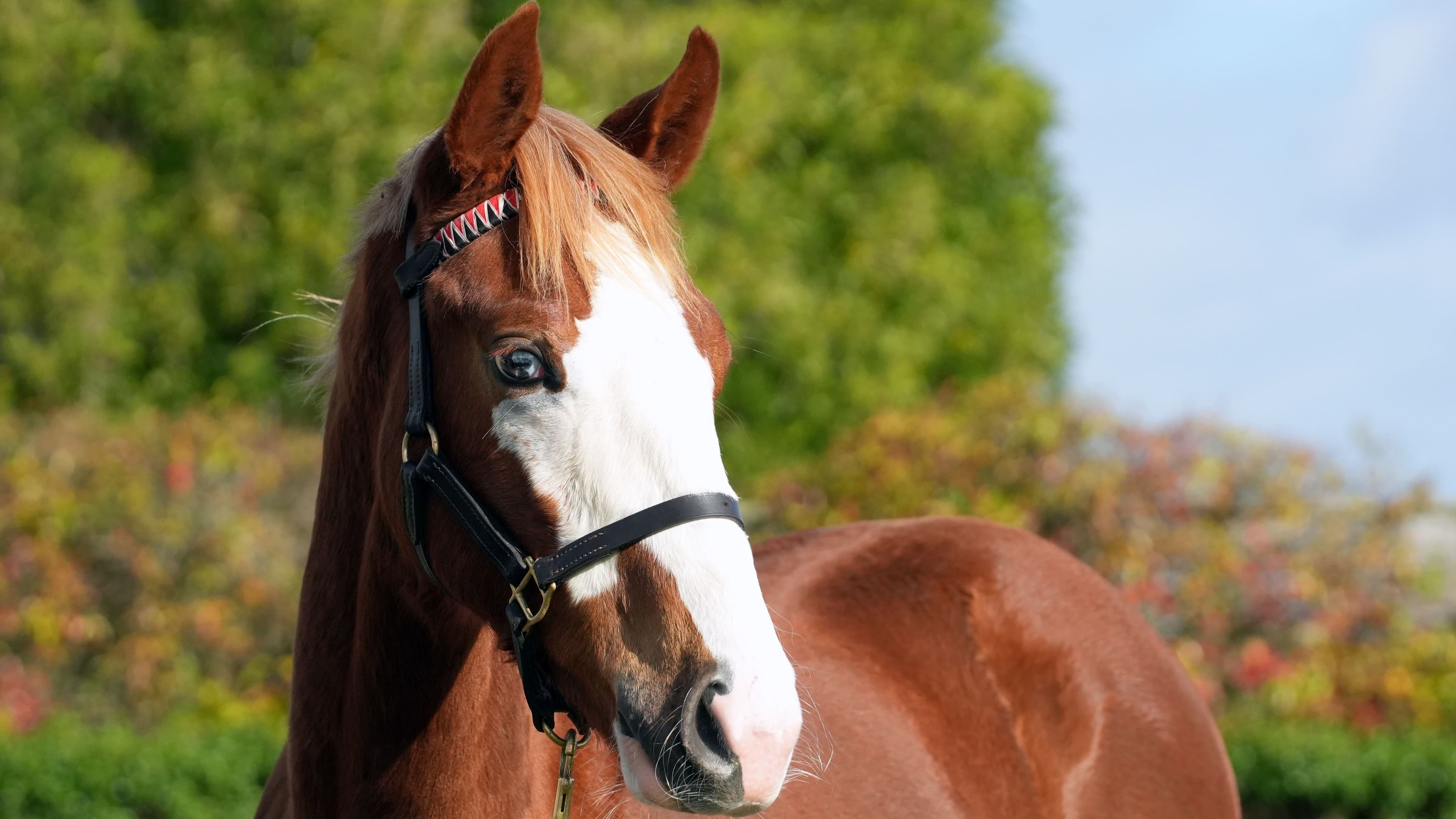 Snitzel’s son Mr Mozart a popular newcomer