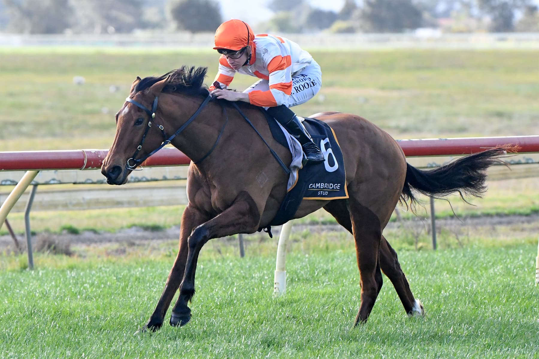 She’s No Saint picture perfect for Sunline Vase