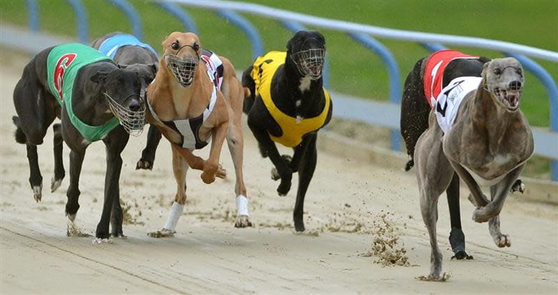 Mitch Ebeyer's Thursday Focus and best bets at Albion Park (17/04)