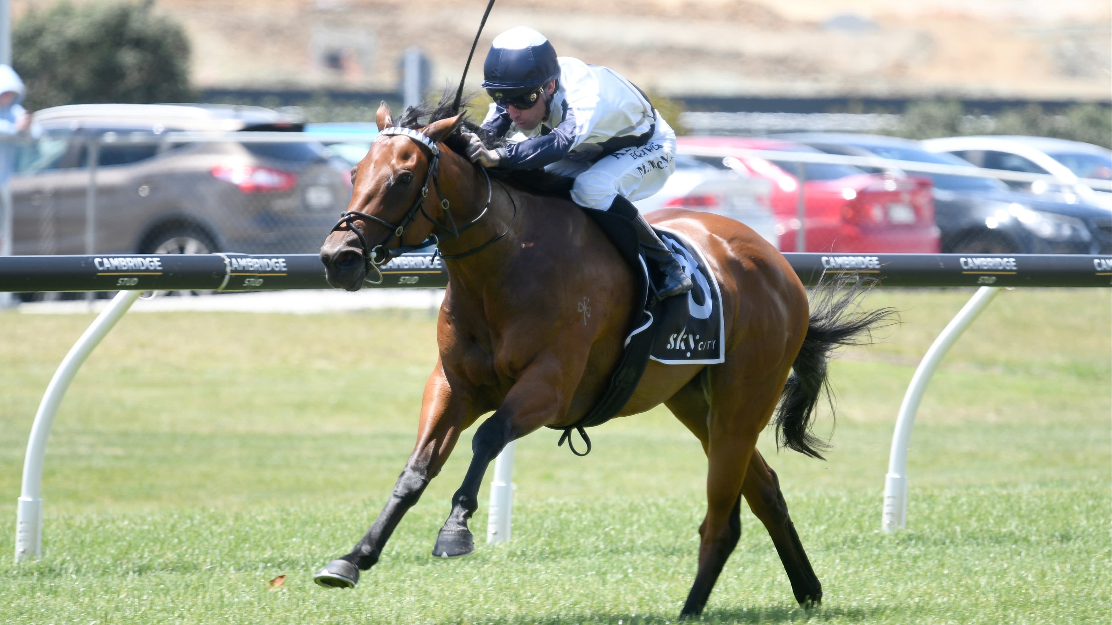 Drop in class to favour Too Sweet at Whanganui